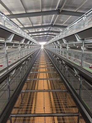Quality Stacked brooder cage factory
