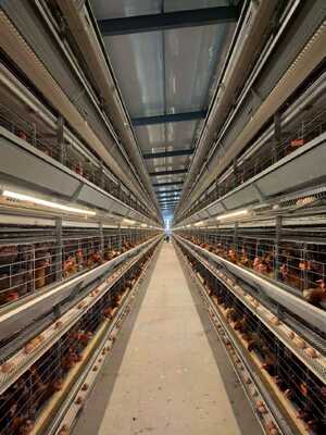 Quality H type layer cages（3‑8 layers customizable） factory