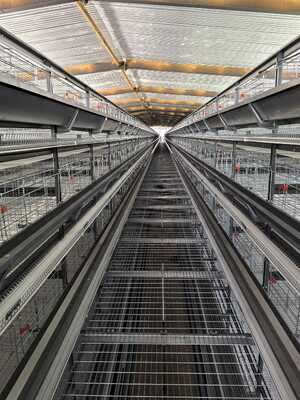 Quality Fully Automatic H-Type Layer Cages for Commercial Layer Farms factory